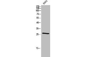 Western Blot analysis of K562 cells using Cdc42EP2 Polyclonal Antibody (CDC42EP2 antibody  (N-Term))