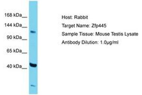 ZNF445 antibody  (AA 406-455)