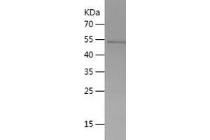 PGLYRP2 Protein (AA 39-325) (His-IF2DI Tag)