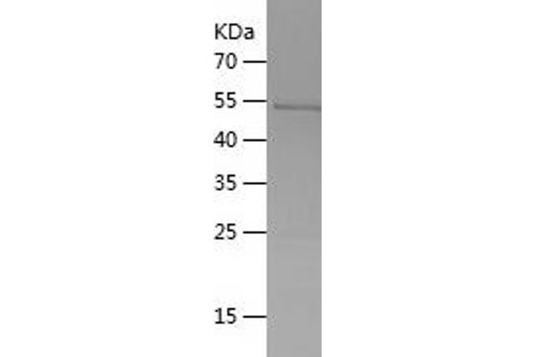 PGLYRP2 Protein (AA 39-325) (His-IF2DI Tag)