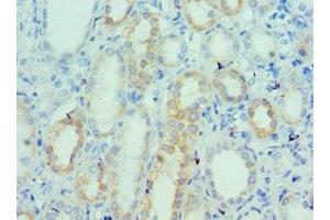 Immunohistochemistry of paraffin-embedded human kidney tissue using ABIN7175148 at dilution of 1:100 (Urotensin 2 antibody  (AA 35-124))