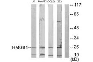 Western blot analysis of extracts from Jurkat/HepG2/COLO205/293 cells, using HMGB1 Antibody. (HMGB1 antibody  (AA 131-180))