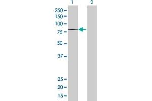 Western Blot analysis of NET1 expression in transfected 293T cell line by NET1 MaxPab polyclonal antibody. (NET1 antibody  (AA 1-542))