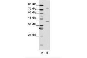 Image no. 1 for anti-Transcription Elongation Factor A Protein 1 (TCEA1) (N-Term) antibody (ABIN203045) (TCEA1 antibody  (N-Term))