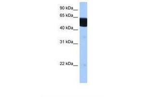 Image no. 1 for anti-Retinoid X Receptor, beta (RXRB) (AA 28-77) antibody (ABIN6738180) (Retinoid X Receptor beta antibody  (AA 28-77))