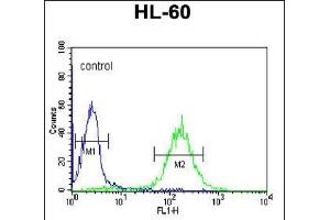 CBLB Antibody (Center) (ABIN652612 and ABIN2842410) flow cytometric analysis of HL-60 cells (right histogram) compared to a negative control-Rabbit IgG Isotype Control (left histogram). (Cbl Proto-Oncogene B, E3 Ubiquitin Protein Ligase (CBLB) (AA 103-130) antibody)