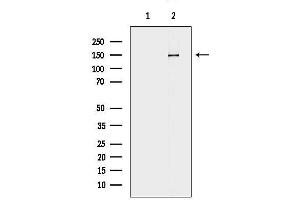 Western blot analysis of lysates from 293 cells, using CA Antibody.