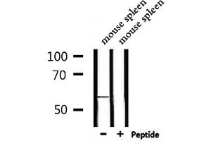 Western blot analysis of extracts from mouse spleen, using GPR176 Antibody. (GPR176 antibody  (C-Term))