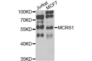 Western blot analysis of extracts of various cells, using MCRS1 antibody.