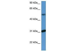 WDR83 antibody (70R-10058) used at 0. (MORG1 antibody  (C-Term))
