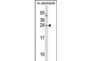SIX6 Antibody (Center) (ABIN1538711 and ABIN2849339) western blot analysis in mouse stomach tissue lysates (35 μg/lane). (SIX Homeobox 6 antibody  (AA 96-124))