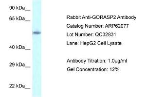 Western Blotting (WB) image for anti-Golgi Reassembly Stacking Protein 2, 55kDa (GORASP2) (C-Term) antibody (ABIN786543) (GORASP2 antibody  (C-Term))