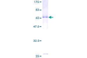 SDS-PAGE (SDS) image for Hyaluronan and Proteoglycan Link Protein 1 (HAPLN1) (AA 1-354) protein (GST tag) (ABIN1777146)