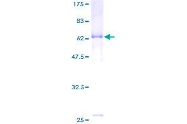 HAPLN1 Protein (AA 1-354) (GST tag)