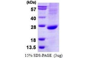 Figure annotation denotes ug of protein loaded and % gel used. (ATOH1 Protein)