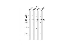 All lanes : Anti-P2K7 Antibody (C-Term) at 1:2000 dilution Lane 1: THP-1 whole cell lysates Lane 2: Ramos whole cell lysates Lane 3: Hela whole cell lysates Lane 4: A549 whole cell lysates Lysates/proteins at 20 μg per lane. (MAP2K7 antibody  (AA 363-396))