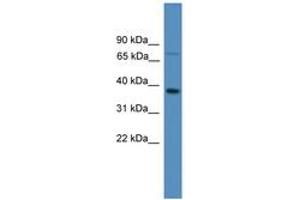 OR1S1 antibody  (AA 251-300)