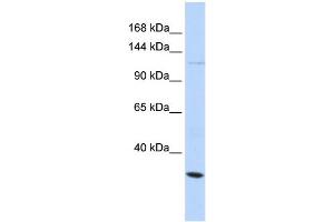 WB Suggested Anti-KCNMA1 Antibody Titration:  0. (KCNMA1 antibody  (Middle Region))
