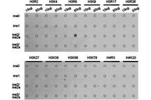Dot-blot analysis of all sorts of methylation peptides using H3R8me2a antibody. (Histone 3 antibody  (H3R8me2a))
