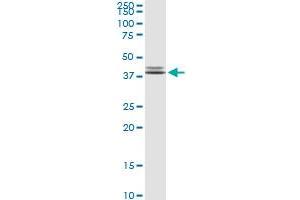 POLR3F MaxPab rabbit polyclonal antibody. (POLR3F antibody  (AA 1-316))