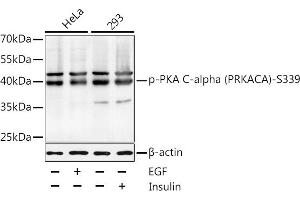 Western blot analysis of extracts of HeLa and 293 cells, using Phospho-PKA C-alpha (PRKACA)-S339 antibody  at 1:1000 dilution. (PRKACA antibody  (pSer339))