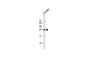 Anti-PLD6 Antibody (Center) at 1:2000 dilution + human brain lysate Lysates/proteins at 20 μg per lane. (PLD6 antibody  (AA 125-154))