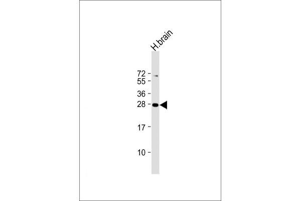 PLD6 Antikörper  (AA 125-154)
