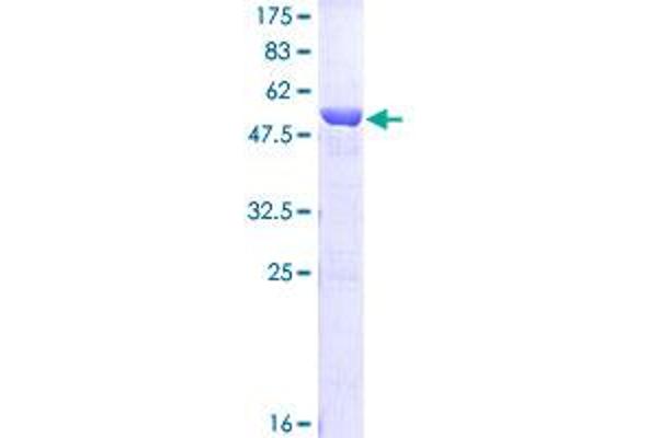 TPI1 Protein (AA 1-249) (GST tag)