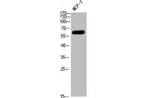Western blot analysis of MCF7 Cell Lysate, antibody was diluted at 1:1000. (PTH1R antibody  (AA 1268-1341))
