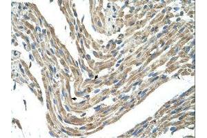 Image no. 1 for anti-F-Box and Leucine-Rich Repeat Protein 5 (FBXL5) (AA 251-300) antibody (ABIN203457) (FBXL5 antibody  (AA 251-300))
