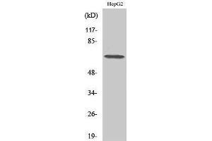 Western Blotting (WB) image for anti-DEAD (Asp-Glu-Ala-Asp) Box Polypeptide 52 (DDX52) (C-Term) antibody (ABIN3184276) (DDX52 antibody  (C-Term))