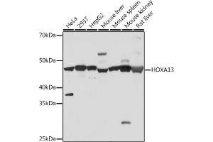 Western blot analysis of extracts of various cell lines, using HOX Rabbit mAb (ABIN7267762) at 1:500 dilution. (HOXA13 antibody)