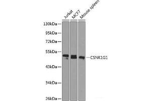 Western blot analysis of extracts of various cell lines using CSNK1G1 Polyclonal Antibody at dilution of 1:1000. (CSNK1G1 antibody)