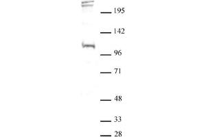 Western blot of BLIMP1 / PRDM1 antibody.