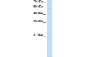 Western Blotting (WB) image for anti-Nephronectin (NPNT) antibody (ABIN2463102) (Nephronectin antibody)