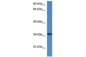 Western Blot showing Harbi1 antibody used at a concentration of 1. (HARBI1 antibody  (N-Term))