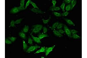 Immunofluorescent analysis of Hela cells using ABIN7149567 at dilution of 1:100 and Alexa Fluor 488-congugated AffiniPure Goat Anti-Rabbit IgG(H+L) (DOM3Z antibody  (AA 69-266))