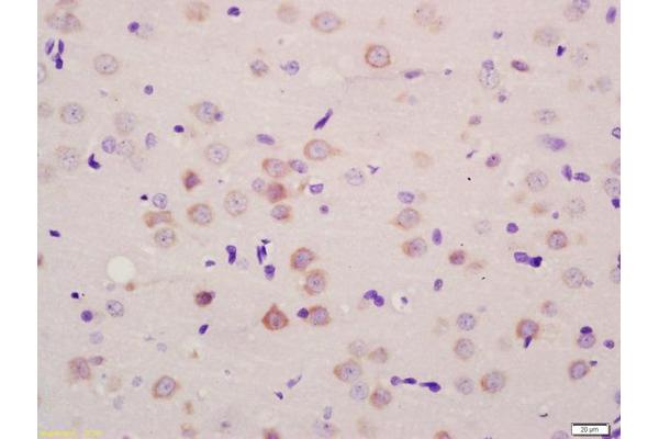 SLCO1C1 antibody  (AA 401-500)