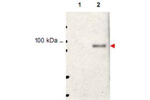 Western blot using Stat5a (phospho Y694) polyclonal antibody  shows detection of phosphorylated Stat5a (indicated by arrowhead at ~91 kDa) in NK92 cells after 30 min treatment with 1 ku of IL-2 (lane 2). (STAT5A antibody  (pTyr694))