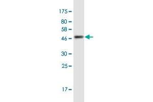 Western Blot detection against Immunogen (45. (CCDC12 antibody  (AA 1-166))