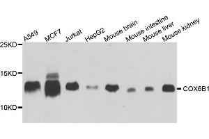 Western blot analysis of extracts of various cell lines, using COX6B1 antibody (ABIN5974626) at 1/1000 dilution. (COX6B1 antibody)