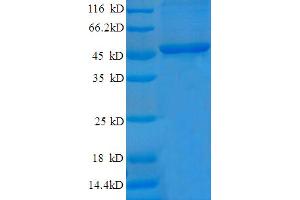 SDS-PAGE (SDS) image for Cyclin-Dependent Kinase Inhibitor 1A (p21, Cip1) (CDKN1A) (AA 2-164) protein (GST tag) (ABIN5709265)