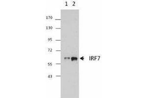 Western Blotting (WB) image for anti-Interferon Regulatory Factor 7 (IRF7) antibody (ABIN2666280) (IRF7 antibody)