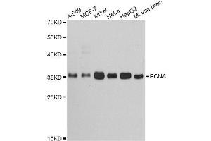 Western blot analysis of extracts of various cell lines, using PCNA antibody. (PCNA antibody  (AA 1-261))