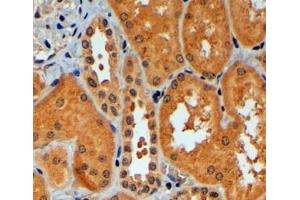 Immunohistochemistry (4μg/ml) staining of paraffin embedded Human Kidney. (TRIM11 antibody  (C-Term))