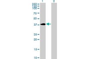 Western Blot analysis of HOXC4 expression in transfected 293T cell line by HOXC4 MaxPab polyclonal antibody. (HOXC4 antibody  (AA 1-264))