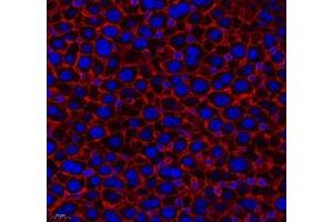 Immunofluorescence of paraffin embedded mouse liver using THNSL2 (ABIN7075893) at dilution of 1: 400 (400x lens) (THNSL2 antibody)