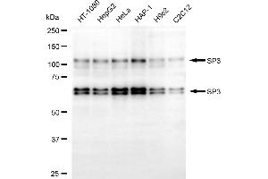 anti-Sp3 Transcription Factor (Sp3) antibody