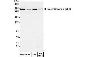 Western Blotting (WB) image for anti-Neurofibromin 1 (NF1) (C-Term) antibody (ABIN7449677) (Neurofibromin 1 antibody  (C-Term))