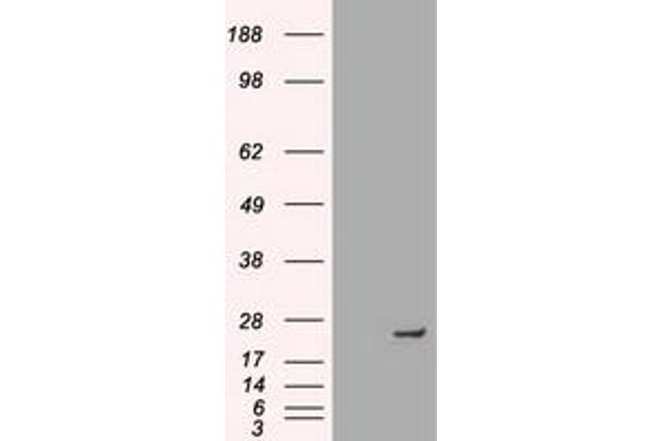 Neurogenin 1 antibody